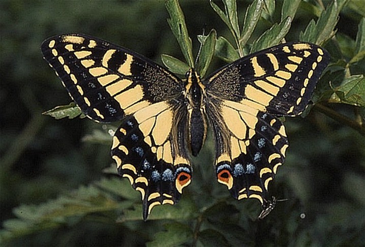 Papilio zelicaon 